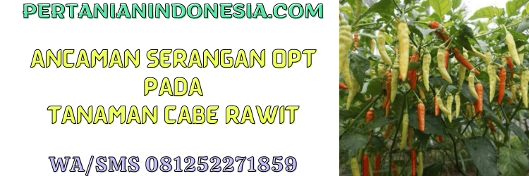 ancaman,serangan,opt,tanaman,cabe rawit,pertanian indonesia